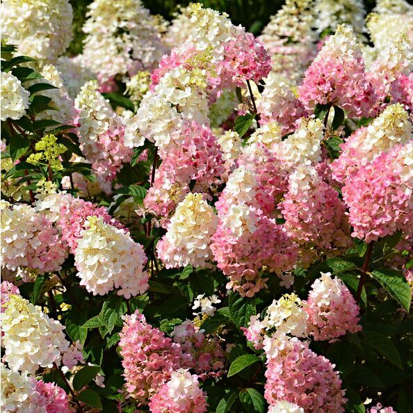 HORTENZIJA ŠLUOTELINĖ 'SUNDAE FRAISE'® 'RENSUN' PBR C3